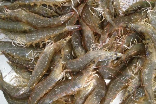 南美白對蝦多少錢一斤?