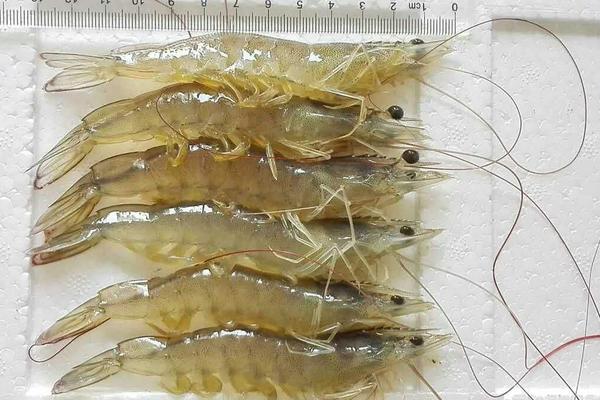 南美白對蝦多少錢一斤?