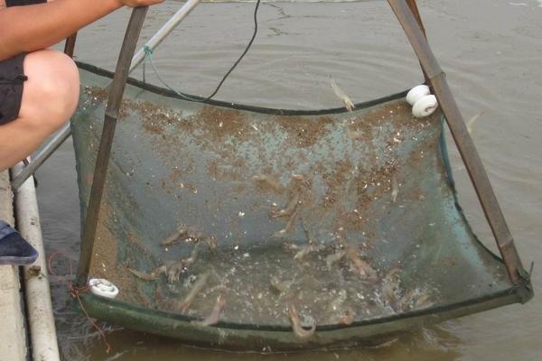 南美白對蝦多少錢一斤?