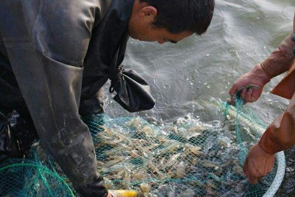 南美白對蝦多少錢一斤?