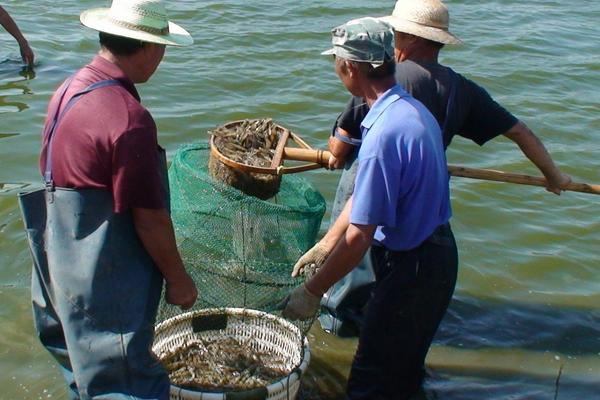 南美白對蝦多少錢一斤?