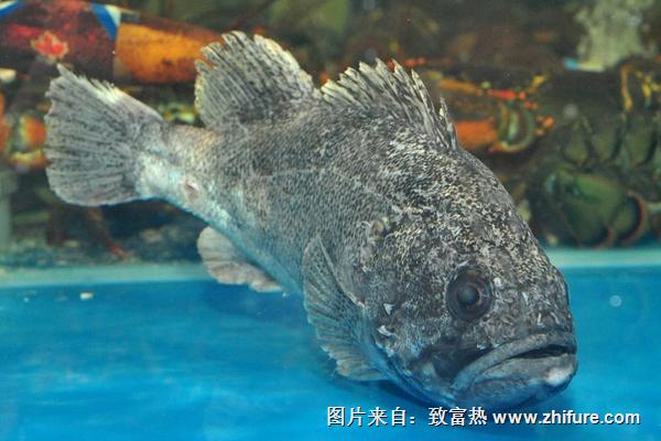 石斑魚的功效與作用