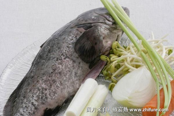 石斑魚的營養價值