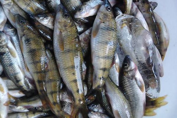 石斑魚的營養價值