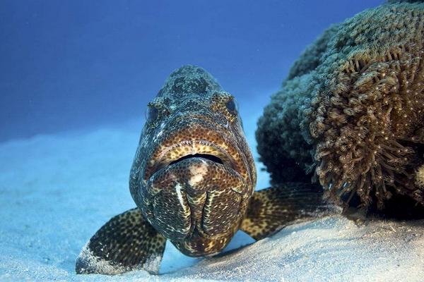 石斑魚的營養價值