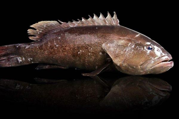 石斑魚的營養價值