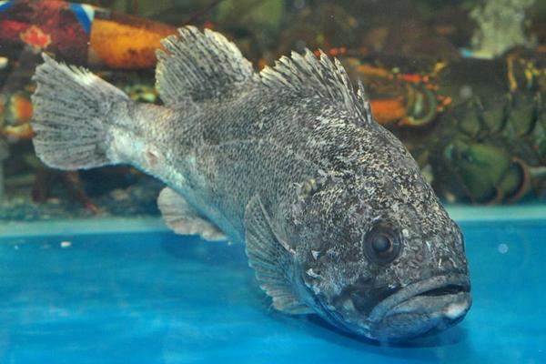 石斑魚的營養價值