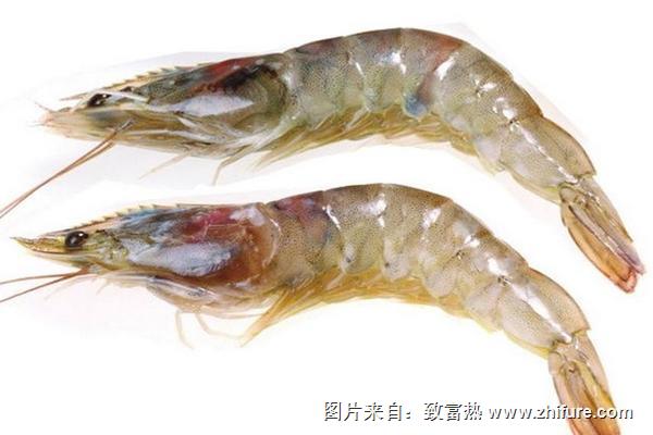 對蝦為什么叫對蝦？