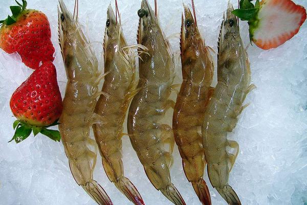 對蝦為什么叫對蝦?