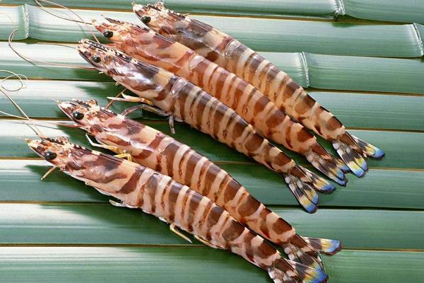 對蝦為什么叫對蝦?