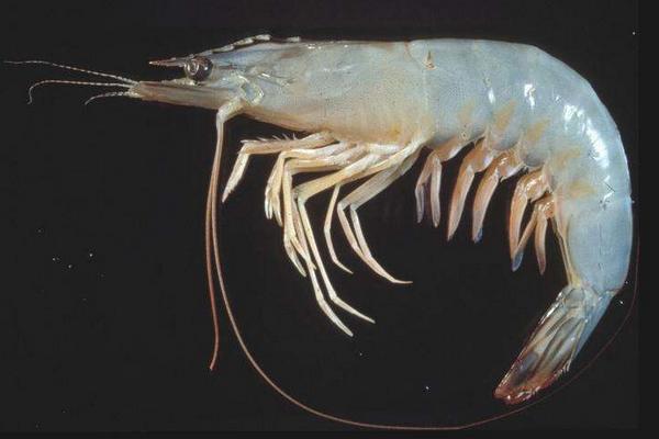 對蝦為什么叫對蝦?