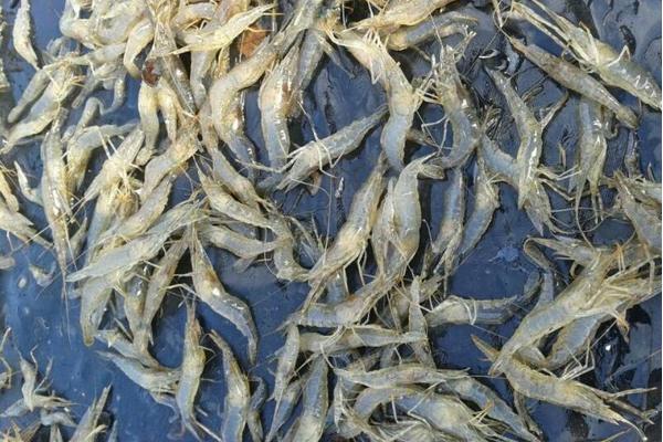 酥炸大蝦的做法大全