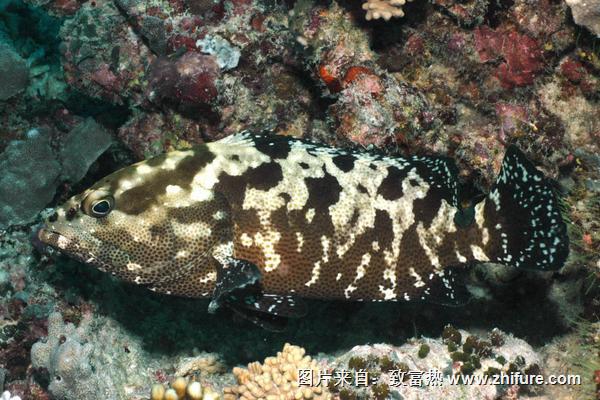 孕婦能吃石斑魚嗎？