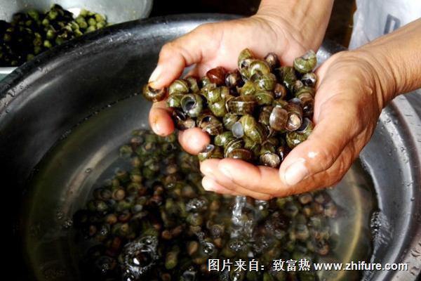 田螺怎么洗才能洗干凈？