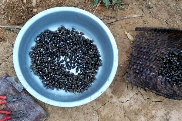 田螺怎么洗才能洗干凈?