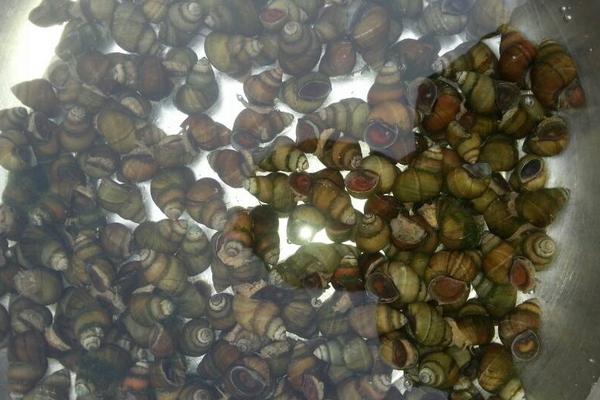 田螺怎么洗才能洗干凈?