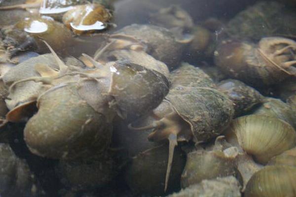 田螺怎么洗才能洗干凈?