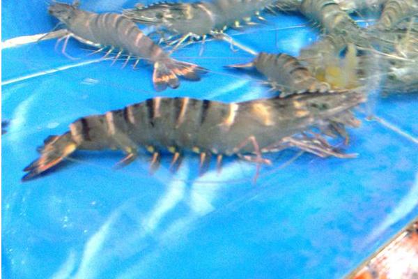 水煮大蝦的做法大全