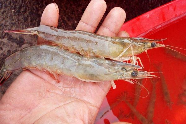 水煮大蝦的做法大全