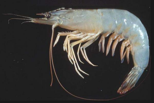 水煮大蝦的做法大全