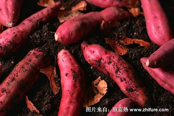 紅薯批發價格多少錢一斤？