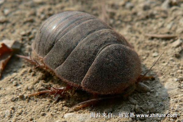 土鱉蟲的功效與作用及禁忌