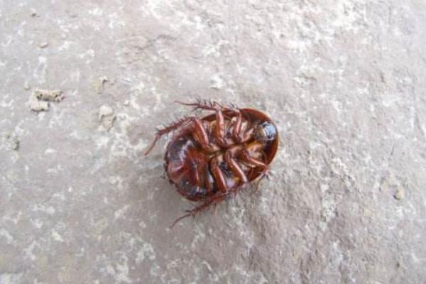 土鱉蟲的功效與作用及禁忌