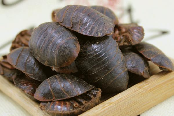 土鱉蟲的功效與作用及禁忌