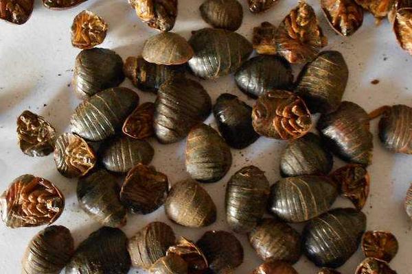 土鱉蟲的功效與作用及禁忌