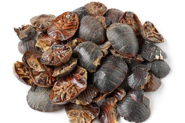 土鱉蟲的功效與作用及禁忌