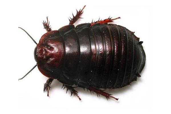 土鱉蟲的功效與作用及禁忌