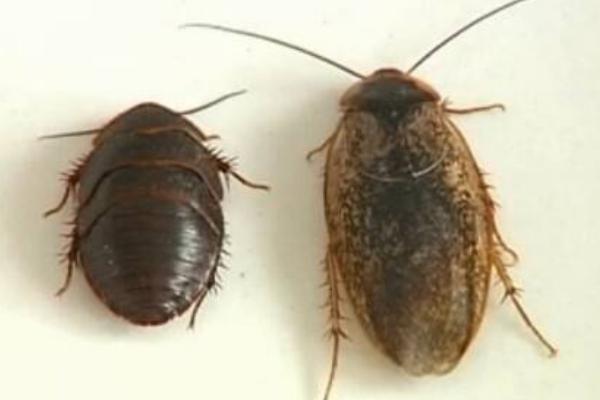 土鱉蟲的功效與作用及禁忌