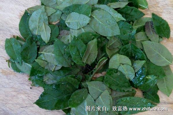 花椒葉的功效與作用及禁忌