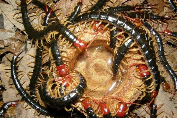 科學(xué)蜈蚣養(yǎng)殖技術(shù)