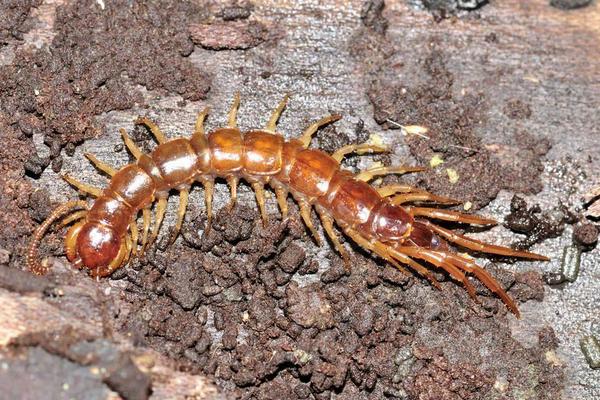 科學(xué)蜈蚣養(yǎng)殖技術(shù)