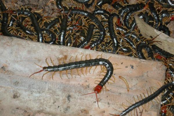 科學(xué)蜈蚣養(yǎng)殖技術(shù)