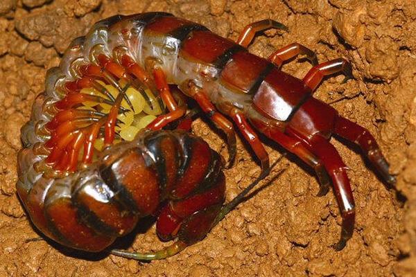 科學(xué)蜈蚣養(yǎng)殖技術(shù)