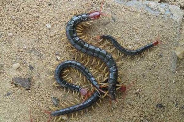 科學(xué)蜈蚣養(yǎng)殖技術(shù)