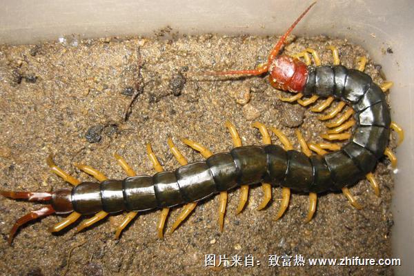 蜈蚣喜歡在什么地方？