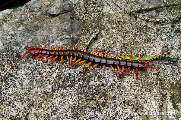 蜈蚣有幾條腿？