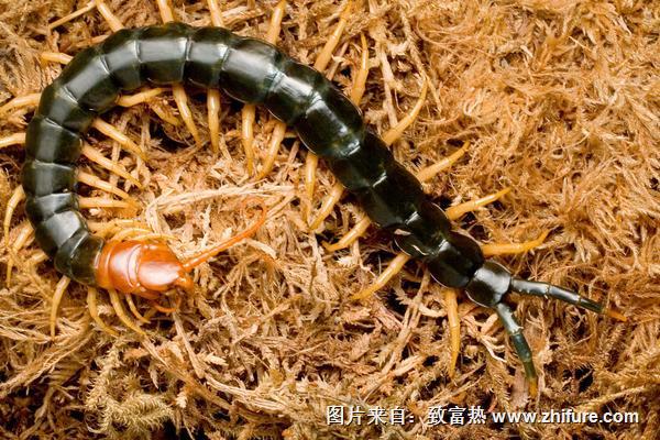 蜈蚣能壯陽嗎？