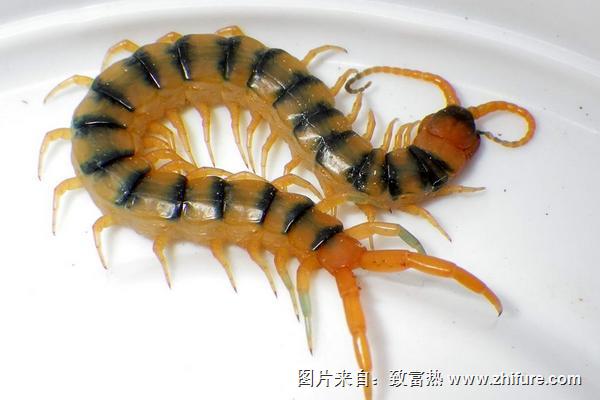 養殖蜈蚣成本與收益分析