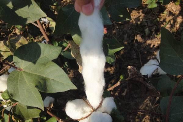 棉花花語是什么?