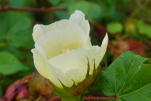 棉花花語是什么？