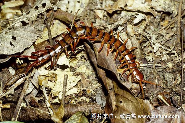 千足蟲和蜈蚣的區別是什么？