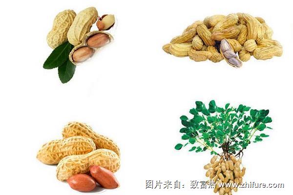 花生有轉基因的嗎？