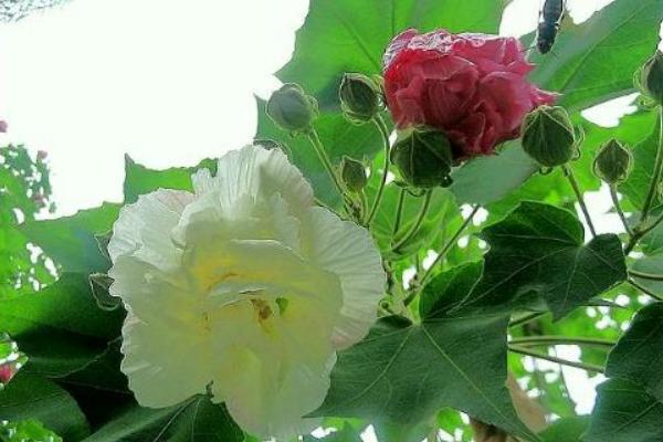 棉花花語是什么？