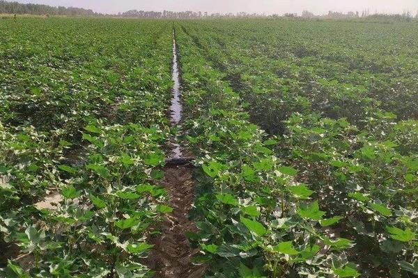 棉花花語是什么？