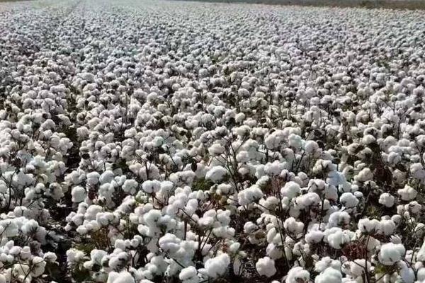 棉花花語是什么？