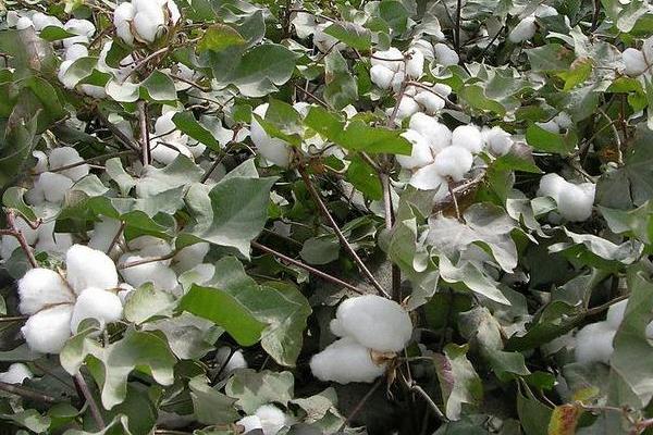 棉花花語是什么？